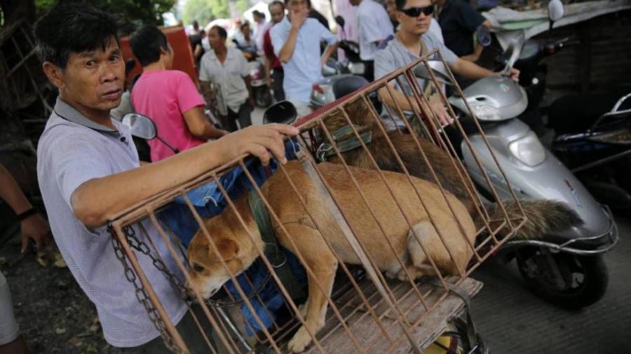 Ya no se consumirá en Taiwán carne de perro ni de gato
