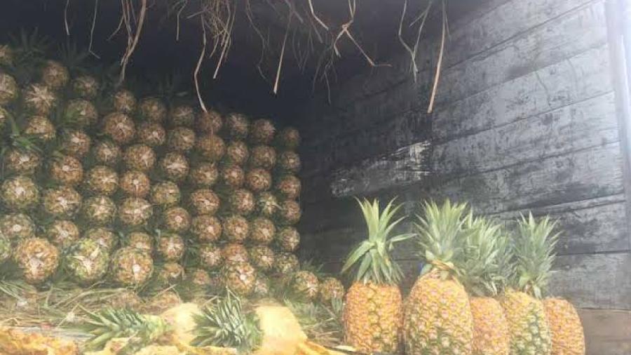 Piñas portaban en su interior 745 kg de cocaína 