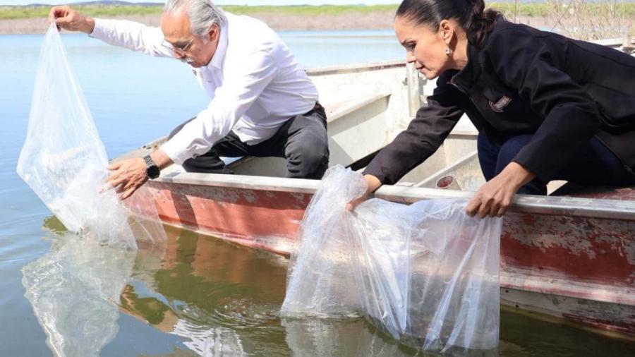  Promueven repoblamiento pesquero en Tamaulipas con la liberación de 8 mil alevines