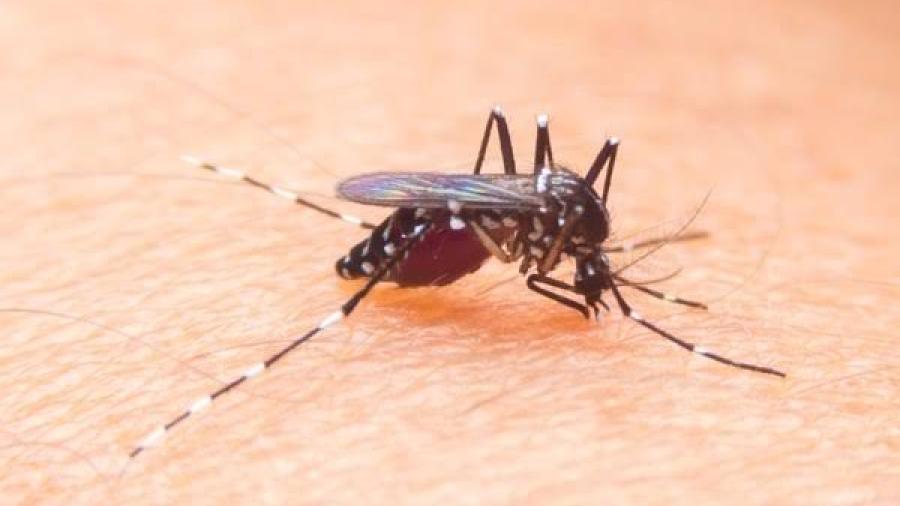 Aumentan 71 por ciento enfermos de dengue en Costa Rica