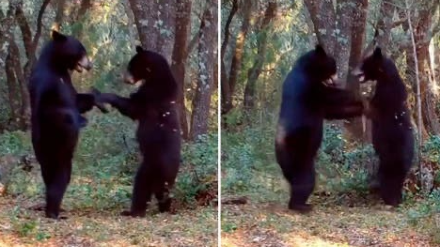 Cámara oculta graba a osos bailando en Sierra de Coahuila 