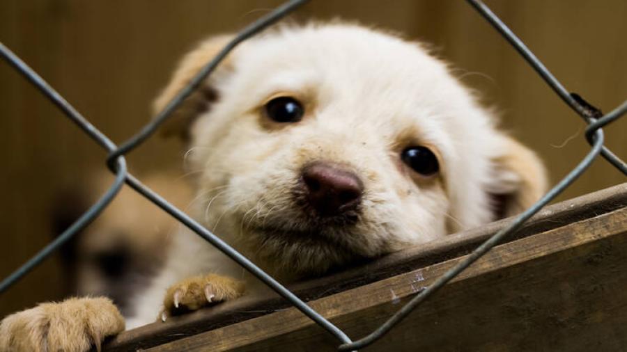 Prohíben ventas de animales en carretera del Condado de Hidalgo