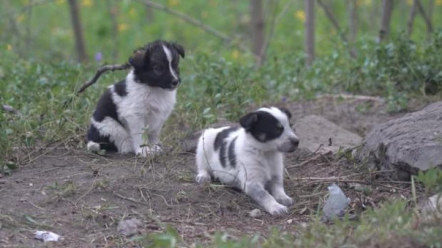 Explosión nuclear en Chernóbil, dejó en soledad a miles de perros