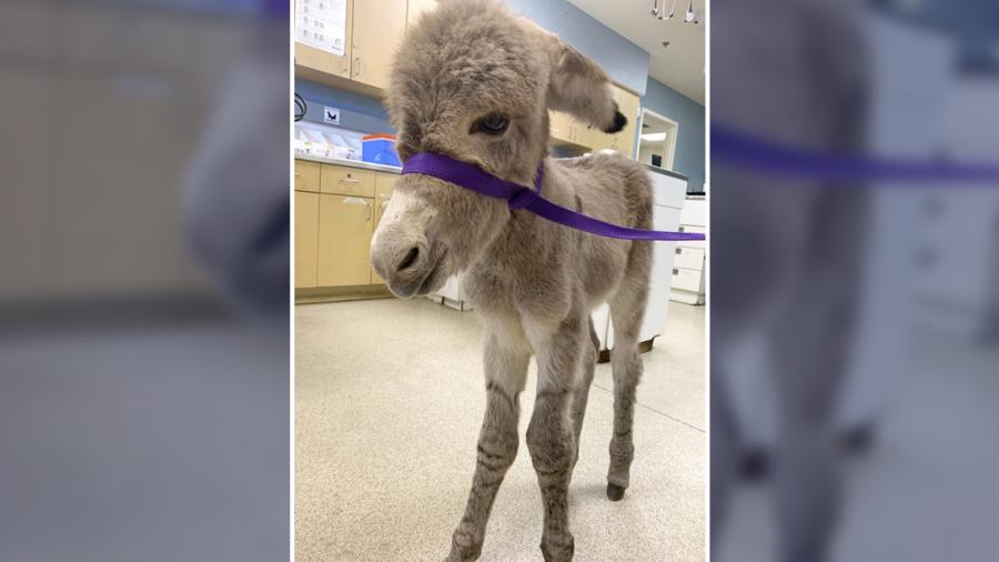 Rescatan a burrito herido en California