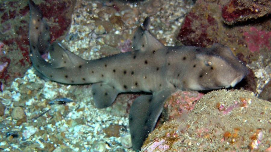Llegan nuevas especies al Acuario de Nuevo Laredo