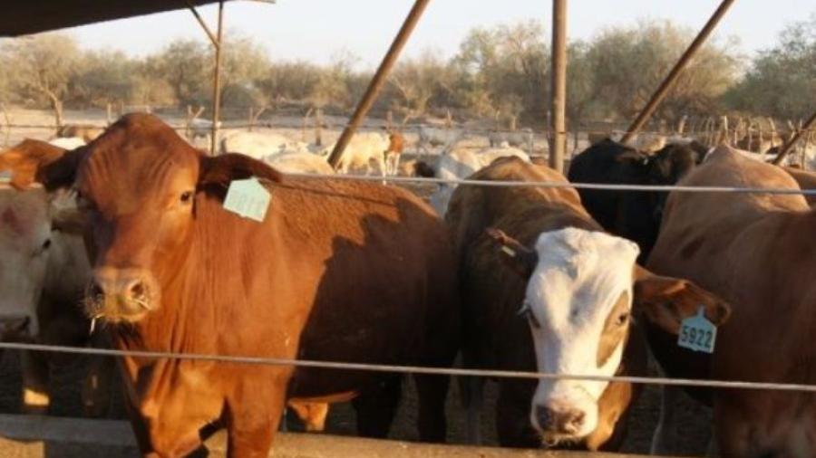 Preocupa a UGRT robo d eganado en Tamaulipas