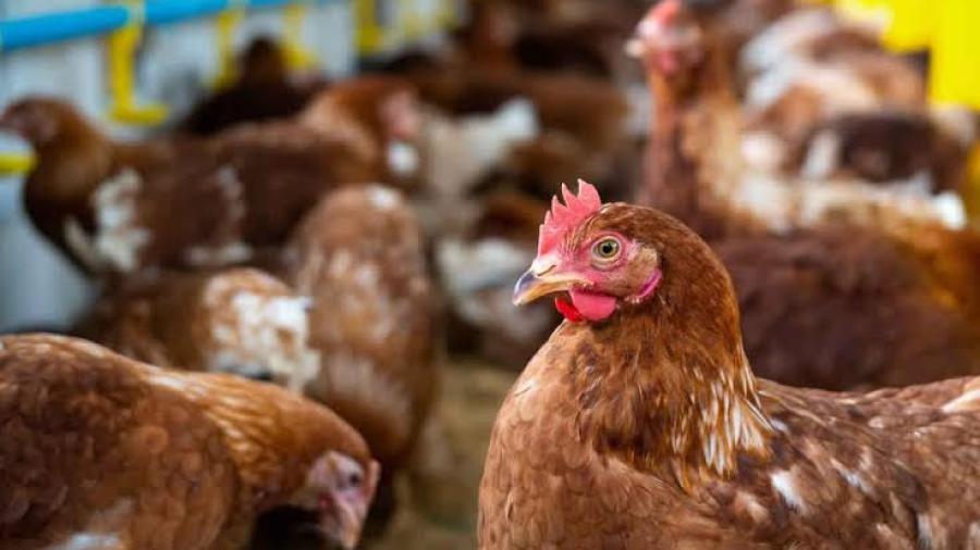 OMS confirma primer muerte por gripe aviar en México