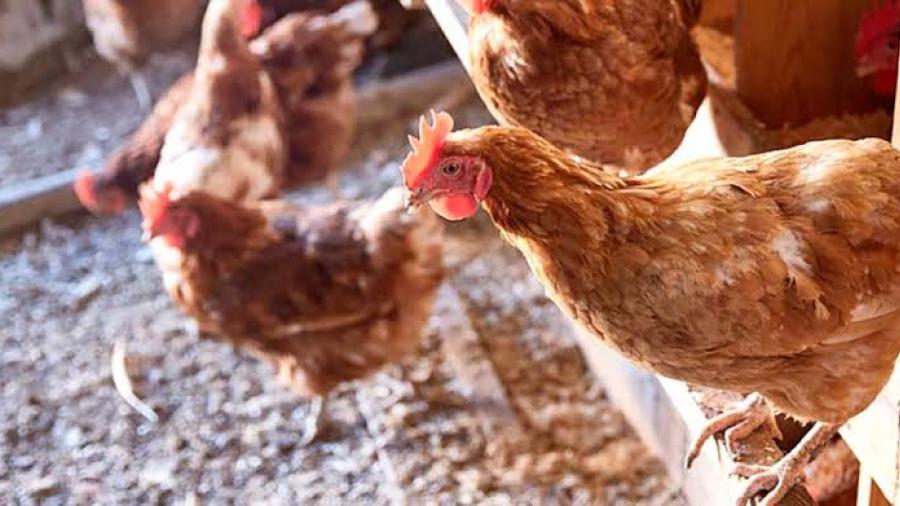Senasica vacunará a aves de corral por influenza aviar
