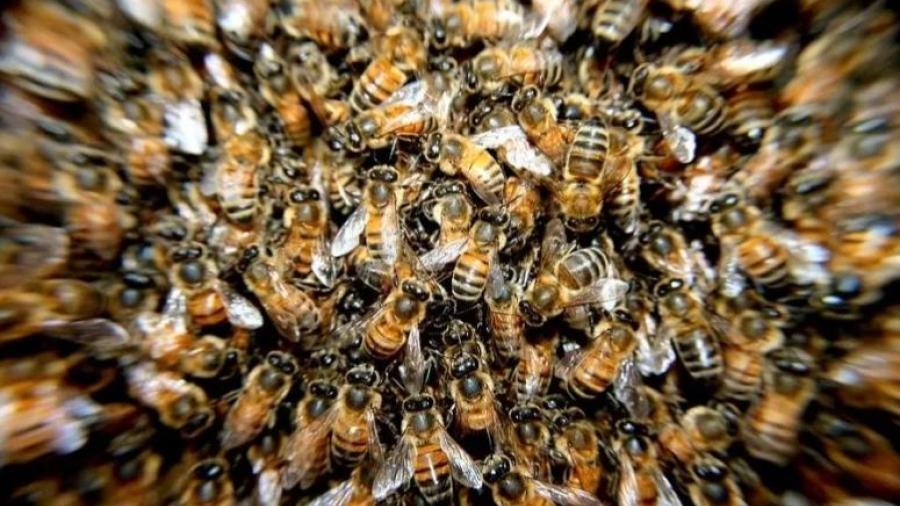 Agente fronterizo salva a migrantes tras ataque de abejas