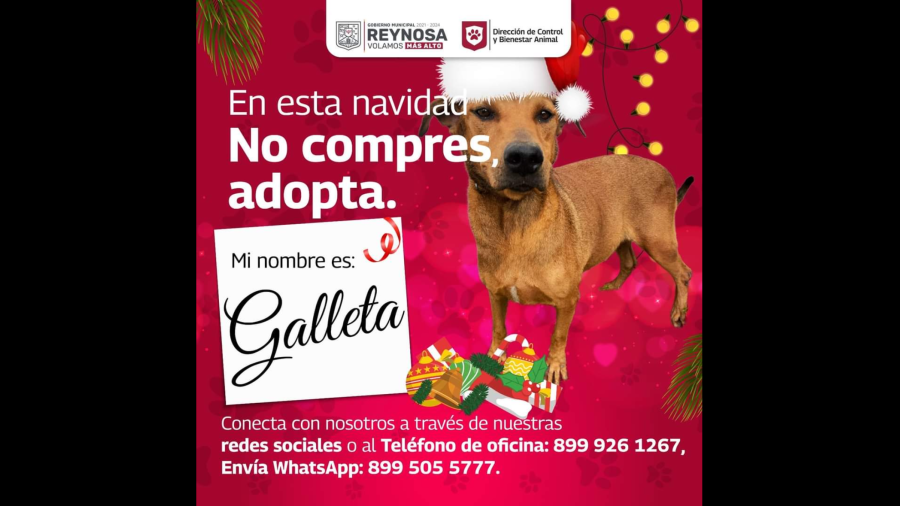 Fomenta Alcalde Carlos Peña Ortiz adopción de mascotas en Reynosa