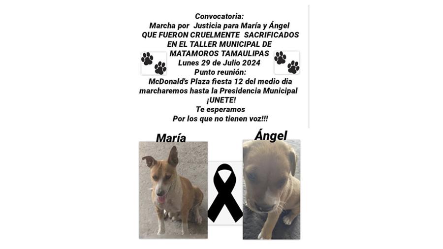 Por acusaciones de maltrato animal, renuncia Director del Taller Municipal de Matamoros
