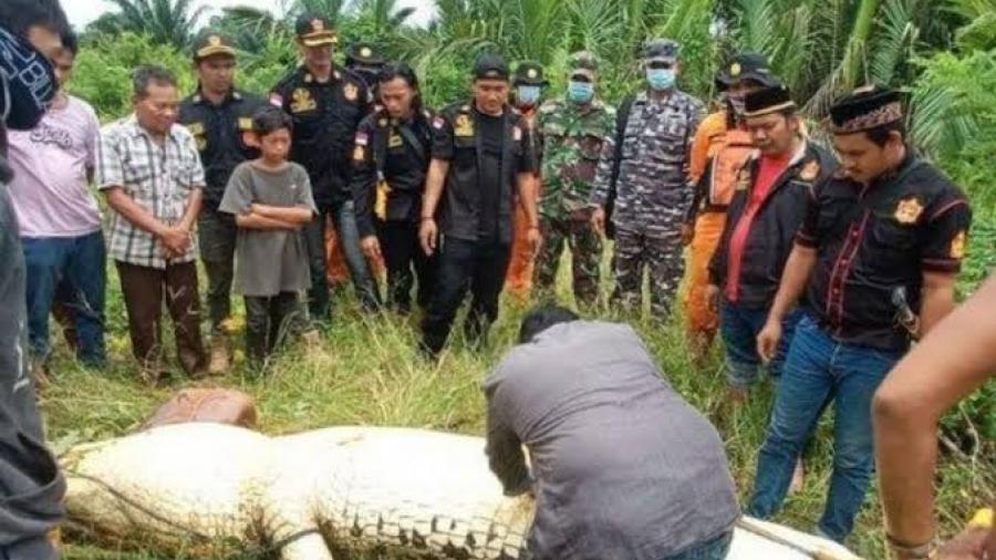 Cocodrilo gigante se come a niño en Indonesia