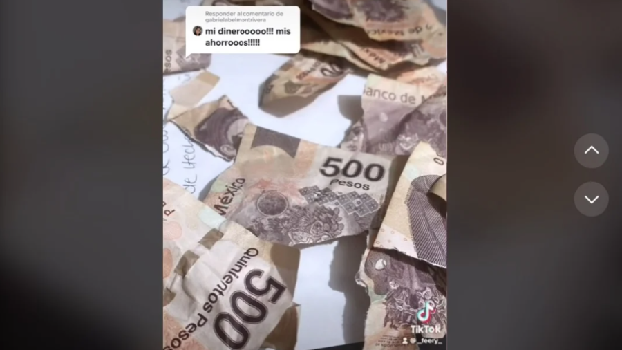 Navidad sin regalos: Perro destroza billetes de 500 de su dueña