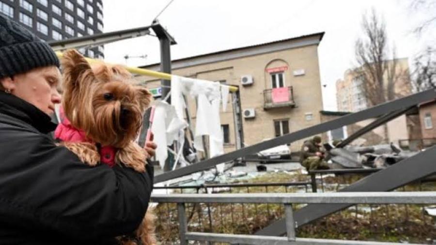 Tras ataque aéreo, mueren perritos de refugio en Ucrania