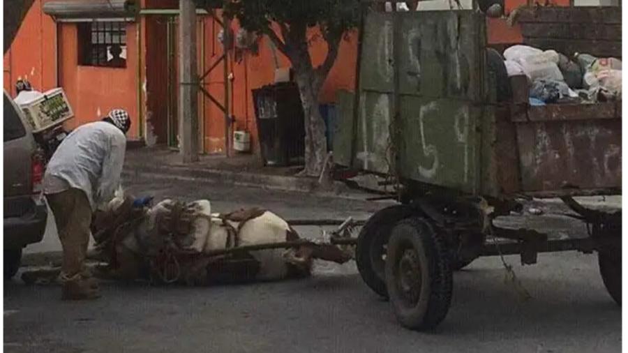 Supervisará Gobierno de Reynosa animales utilizados por carretoneros