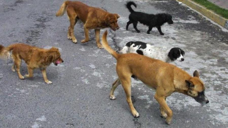 Aumenta número de perros callejeros