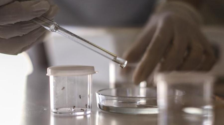 Científicos nicaragüenzes y rusos desarrollan vacuna contra el dengue 