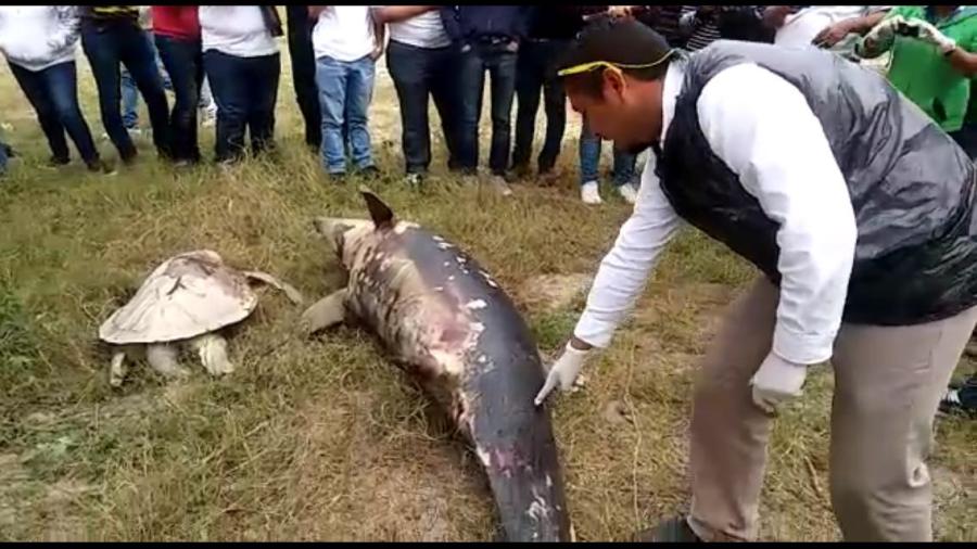 Realizan autopsia a delfín y tortuga encontrados muertos en Miramar