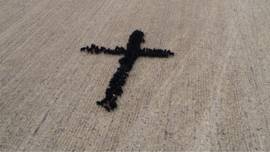 Un granjero forma con vacas el signo de la cruz en un campo