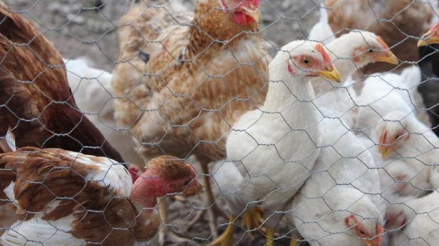 Brota nuevamente gripe aviar en Jalisco