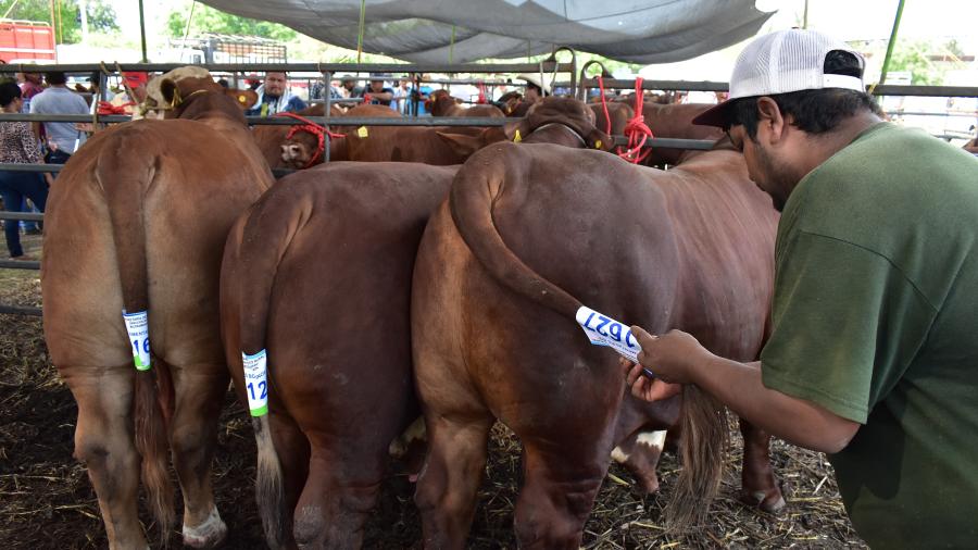 Con genética probada se fortalecerá el hato ganadero de San Fernando