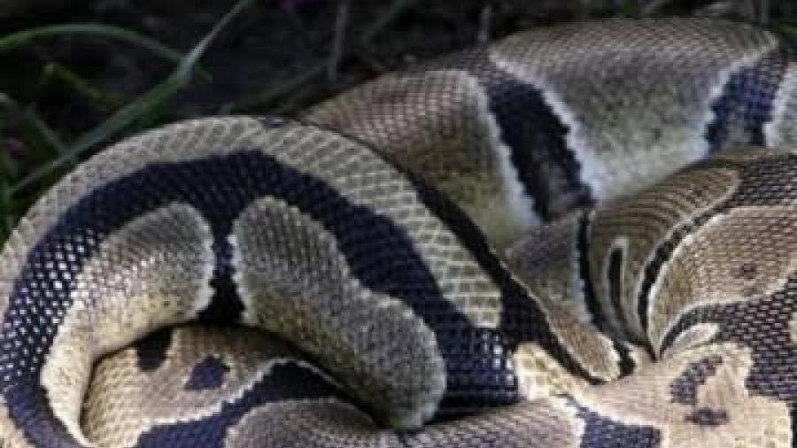 Pitón devora a perro en fraccionamiento de Acapulco; rescatan al reptil