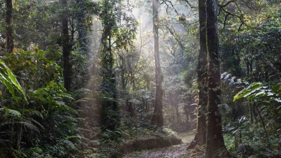 Detienen tras 6 días de persecución al “Rambo de la Selva Negra”