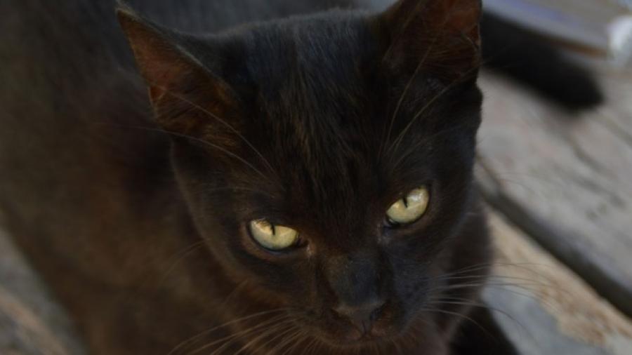 Detectan peste negra en tres gatos de Wyoming