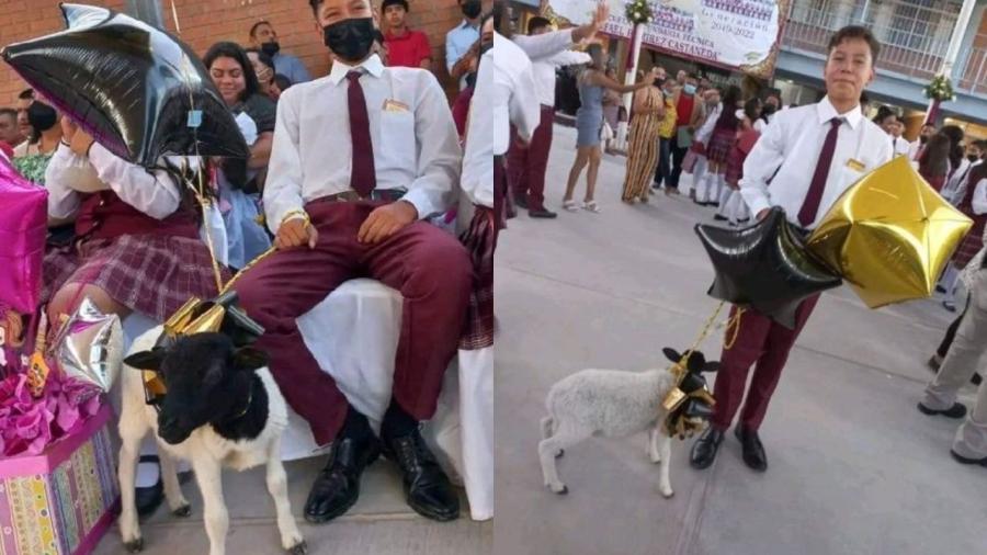 Estudiante recibe borrego como regalo de graduación