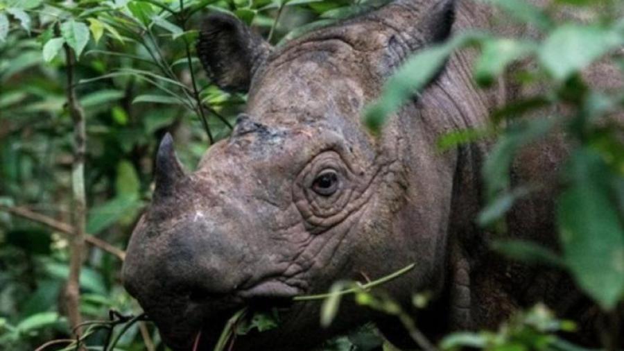 “Tam” el último rinoceronte de Sumatra muere