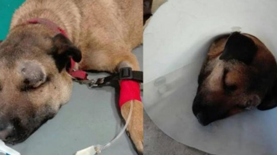 Por poco muere tras salvar a 3 niños de una serpiente