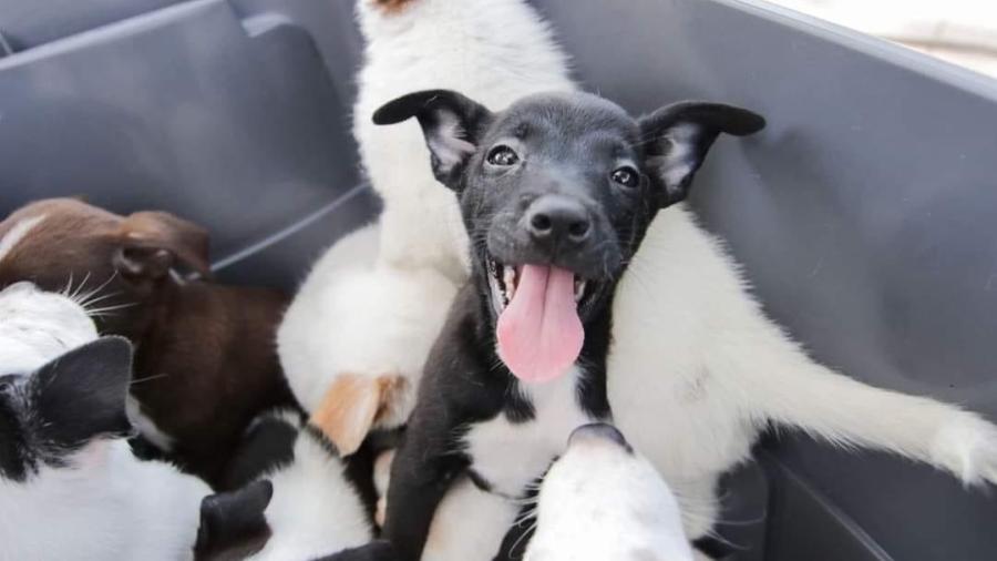 Ma&ntilde;ana hay feria de la adopci&oacute;n canina y felina