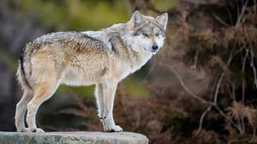 Muro Fronterizo afectaría a especies como el Lobo Gris