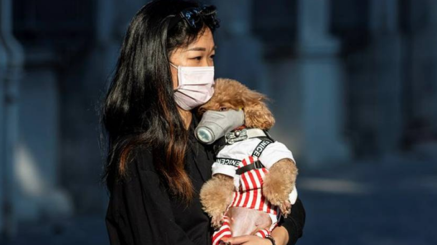 Confirma Hong Kong el primer caso de coronavirus en una mascota 