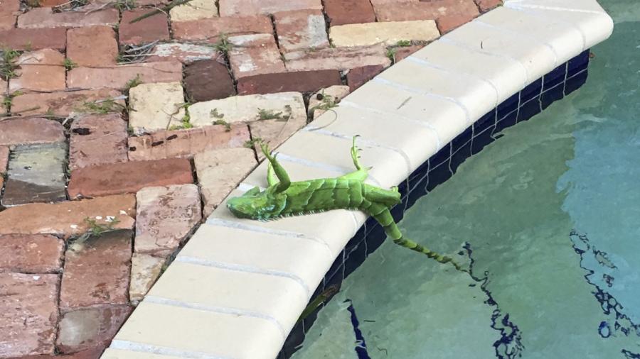 Iguanas se congelan por bajas temperaturas en Florida