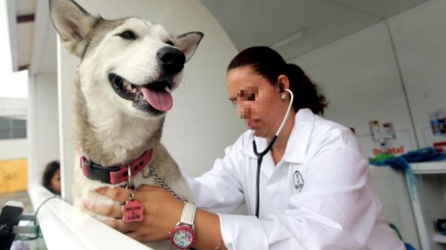  Produce Rusia primer lote de vacunas contra el COVID-19 para animales 