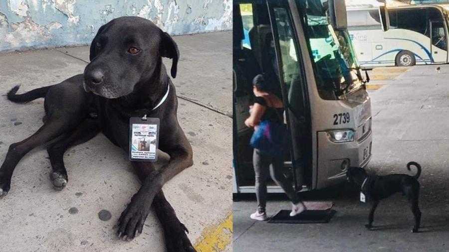 Perrito consigue trabajo en terminal de autobuses