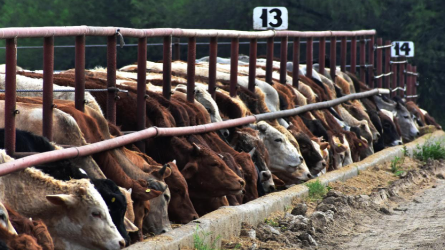 Sigue el dinamismo en la exportación de ganado bovino tamaulipeco hacia Estados Unidos