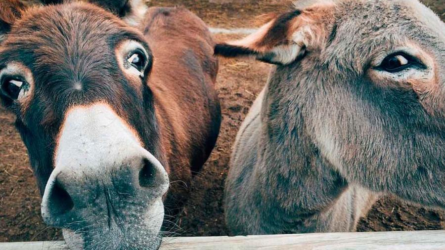 Piden apoyo para ‘Burrolandia’, el único santuario de burros en Latinoamérica