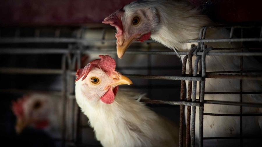 Camboya registra nuevo caso de gripe aviar