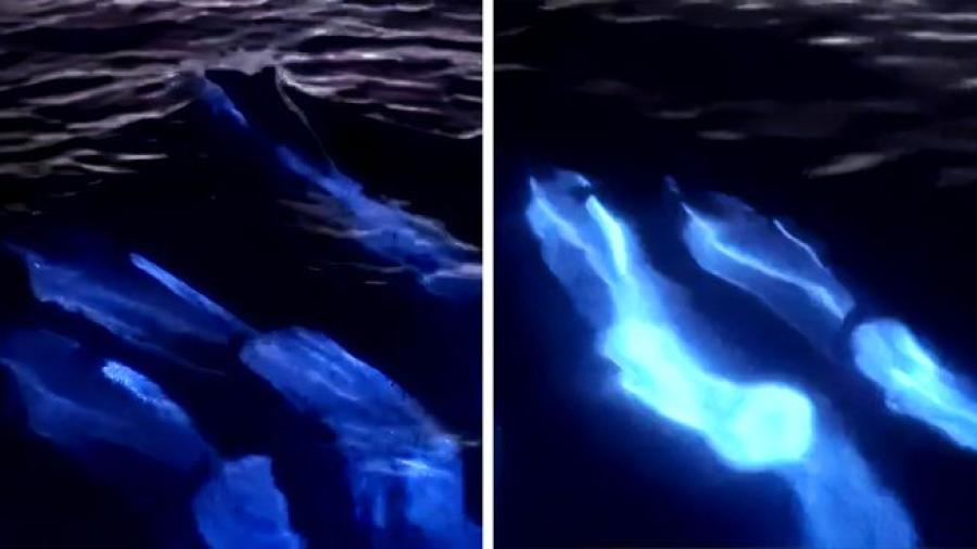 Los delfines brillan mientras nadan en las playas de Acapulco