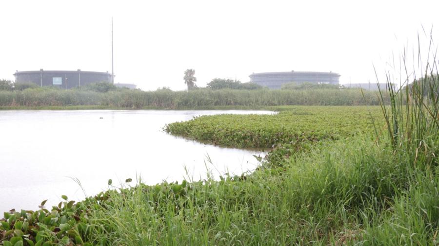 Gobierno de Madero inicia acciones de limpieza en el sistema lagunario