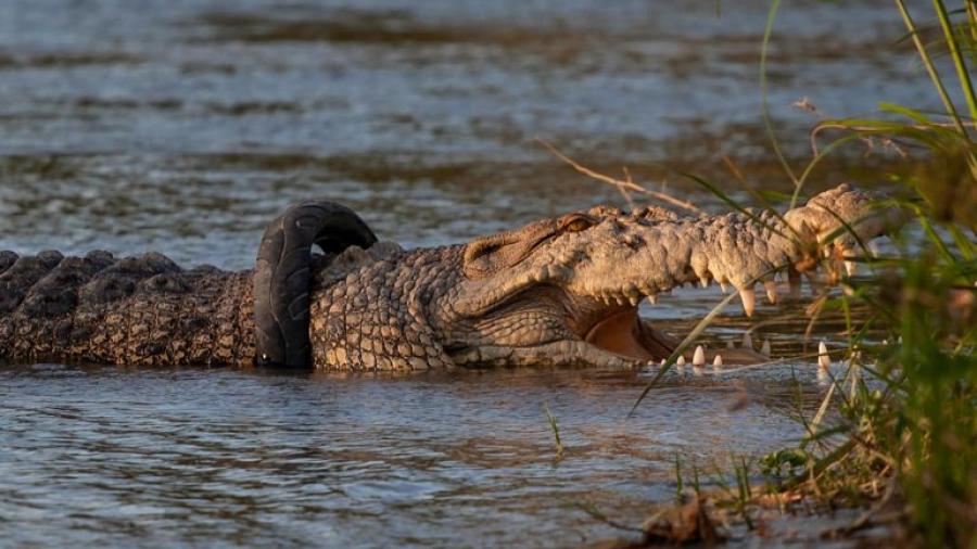 Liberan a cocodrilo de llanta atascada en cuello