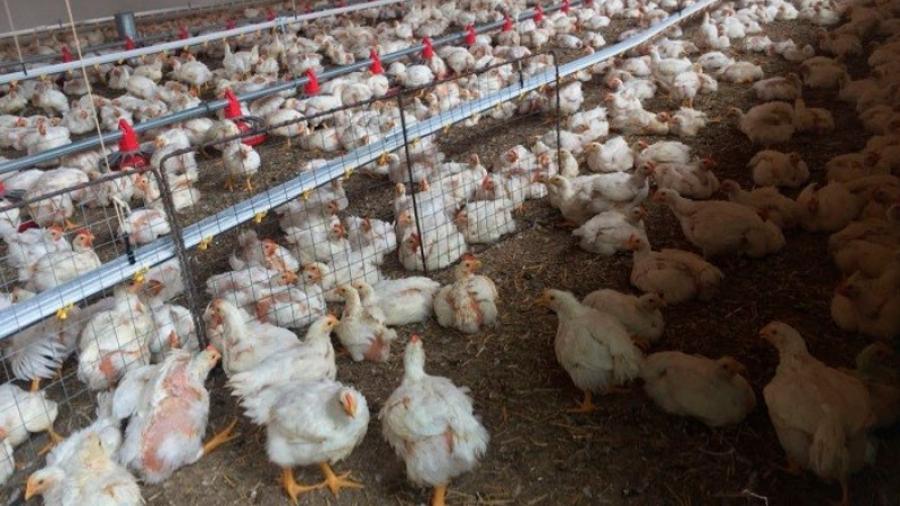 15 mil aves fueron sacrificadas por brote de influenza aviar AH5N1 en Sonora