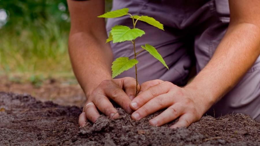 Militares y estudiantes inician campaña para reforestar Nuevo Laredo