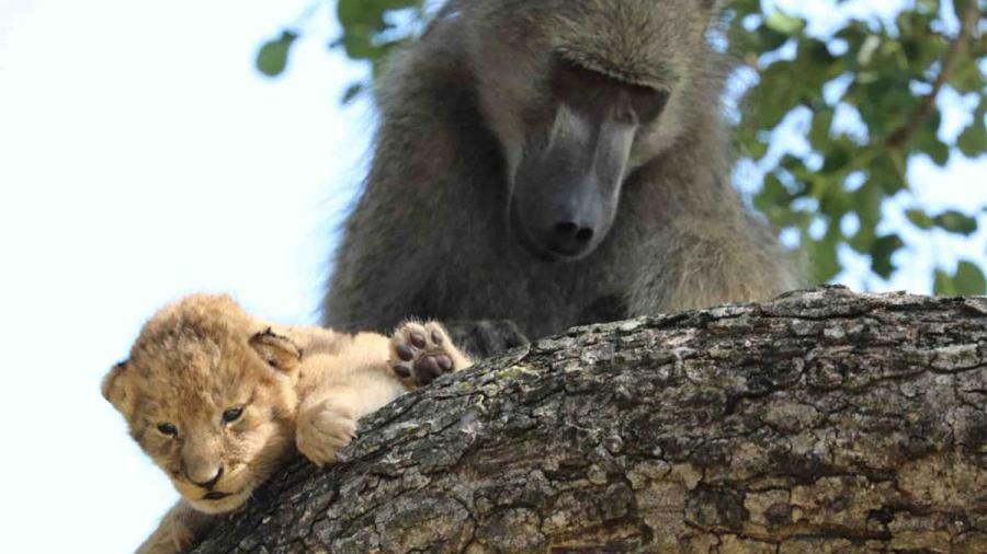 Babuino y cachorro de león son fotografiados en el Parque Nacional Kruger