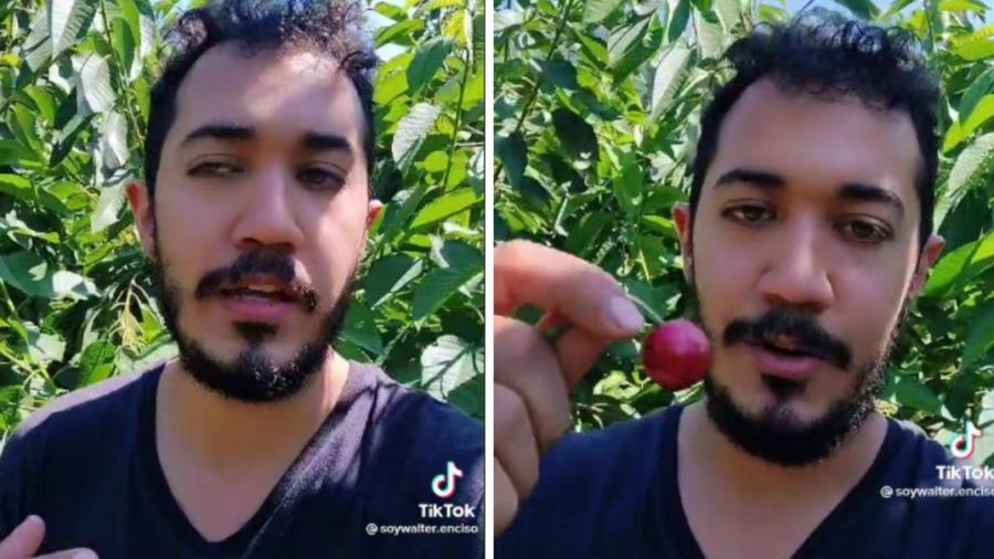 Mexicano se viraliza por presumir sueldo canadiense recolectando cerezas 