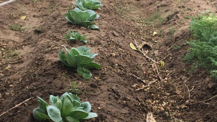 Piden se gestione programa de empleo temporal para favorecer a habitantes del campo