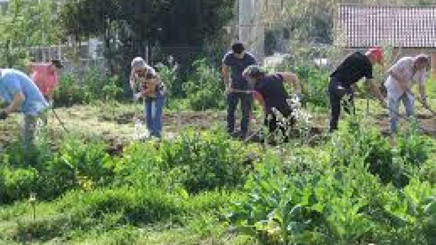 Impulsa Gobierno Municipal los huertos urbanos