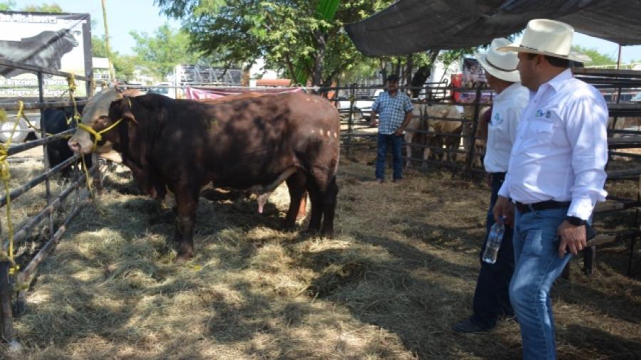 Programa de Mejoramiento Gen&eacute;tico concluye con &eacute;xito